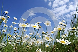 Wild daisies in the grass with a blue sky