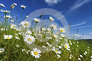 Wild daisies in the grass with a blue sky