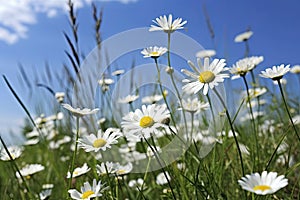 Wild daisies in the grass with a blue sky