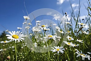 Wild daisies in the grass with a blue sky