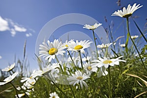 Wild daisies in the grass with a blue sky