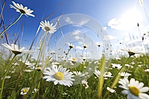 Wild daisies in the grass with a blue sky