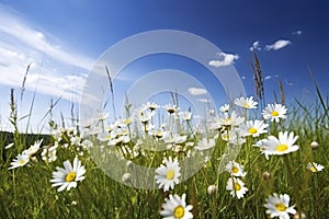 Wild daisies in the grass with a blue sky