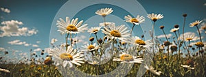 Wild daisies in the grass with a blue sky