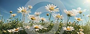 Wild daisies in the grass with a blue sky