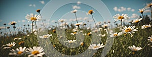 Wild daisies in the grass with a blue sky