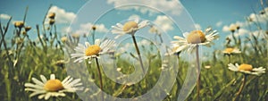 Wild daisies in the grass with a blue sky