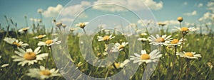 Wild daisies in the grass with a blue sky