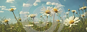 Wild daisies in the grass with a blue sky