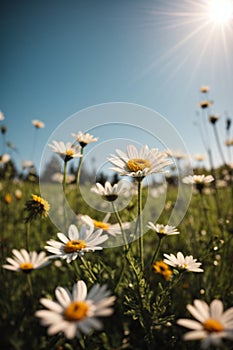 Wild daisies in the grass with a blue sky