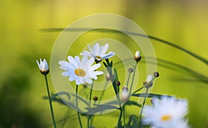 Wild daisies