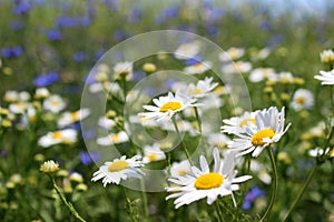 Wild daisies, many blurred flowers in the field, camomile