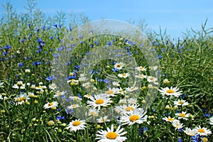 Wild daisies, many blurred flowers in the field, camomile