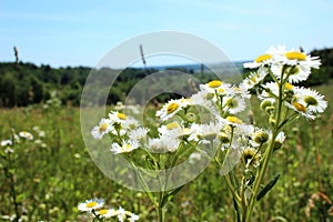 Wild daisies, many blurred flowers in the field, camomile