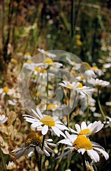 Wild daisies, many blurred flowers in the field, camomile