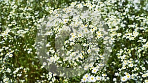 Wild daisies on meadow in summer breeze