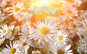 Wild daisies