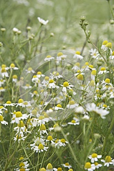 Wild daisies - portrait