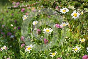 Wild daisy and clover flowers with insects, shrub and grass