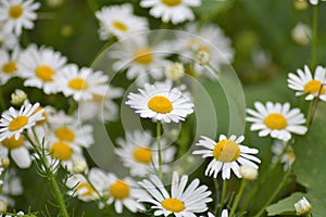 The wild daisy flower