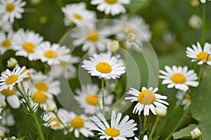 The wild daisy flower photo