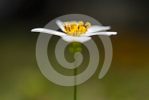 Wild daisy flower in color. Simplicity.