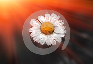 Wild daisy flower with drops of dew, at sunrise.