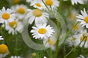 The wild daisy flower on the field