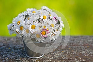 Wild daisy flowers