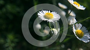 Wild daisy flowers with  blurred background. Romantic White daisy flower at sunny summer day.  Oxeye daisy, Leucanthemum vulgare,