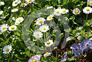 Wild daisy flowers in a country field