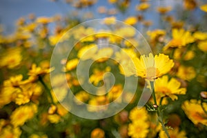 Wild daisy flowers in Cyprus countryside, Spring 2019