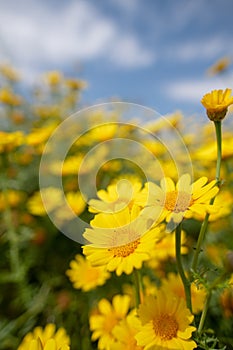 Wild daisy flowers in Cyprus countryside, Spring 2019