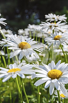 Wild daisy flowers in a field with shallow focus