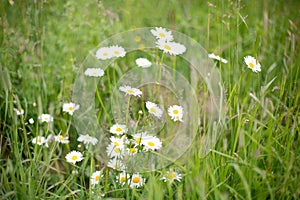 Wild daisy flowers growing in the green field, image of lovely chamomile