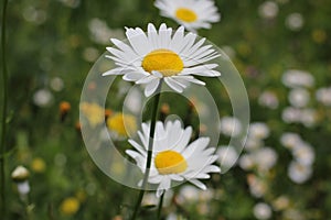 Wild daisy flowers growing on green meadow