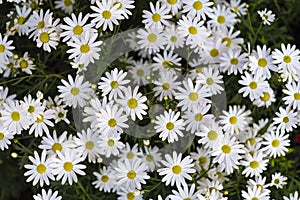 Wild daisy flowers growing on meadow. Meadow with lots of white and pink spring daisy flowers. panoramic spring web