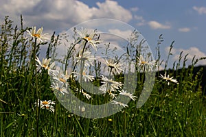 Wild daisy flowers growing on meadow, white chamomiles on blue cloudy sky background. Oxeye daisy, Leucanthemum vulgare, Daisies,