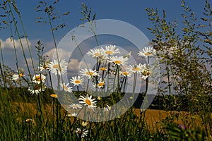 Wild daisy flowers growing on meadow, white chamomiles on blue cloudy sky background. Oxeye daisy, Leucanthemum vulgare, Daisies,