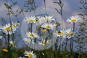 Wild daisy flowers growing on meadow, white chamomiles on blue cloudy sky background. Oxeye daisy, Leucanthemum vulgare, Daisies,