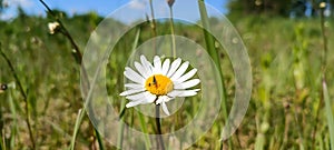 Wild daisy flowers growing on meadow, white chamomiles on green grass background. Oxeye daisy, Leucanthemum vulgare, Daisies, Dox-