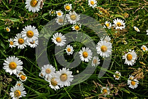 Wild daisy flowers growing on meadow, white chamomiles. Oxeye daisy, Leucanthemum vulgare, Daisies, Dox-eye, Common daisy, Dog