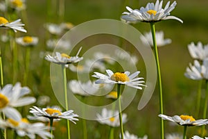 Wild daisy flowers growing on meadow, white chamomiles. Oxeye daisy, Leucanthemum vulgare, Daisies, Dox-eye, Common daisy, Dog