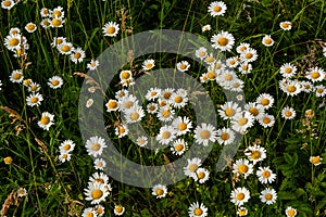 Wild daisy flowers growing on meadow, white chamomiles. Oxeye daisy, Leucanthemum vulgare, Daisies, Dox-eye, Common daisy, Dog