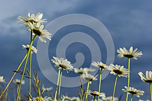 Wild daisy flowers growing on meadow, white chamomiles. Oxeye daisy, Leucanthemum vulgare, Daisies, Dox-eye, Common daisy, Dog