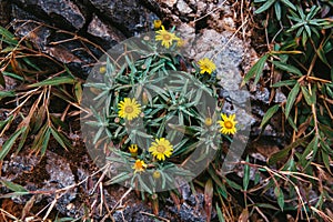 Wild daisy flowers on the rock or stone with green grass on the mountain of the real forest in dark tone.