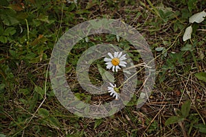 Wild Daisy in the Forrest