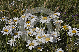 Wild daisy garden among the grass