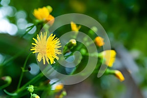Wild dandelion flower. Blooming meadow flower. Close-up of a small yellow wildflower. Medicinal homeopathic plants. Selective soft