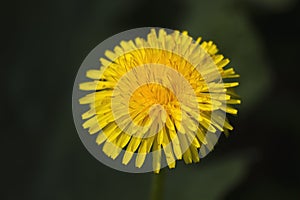 Wild dandelion flower close up